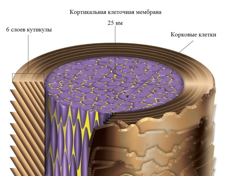 Кутикула волоса фото